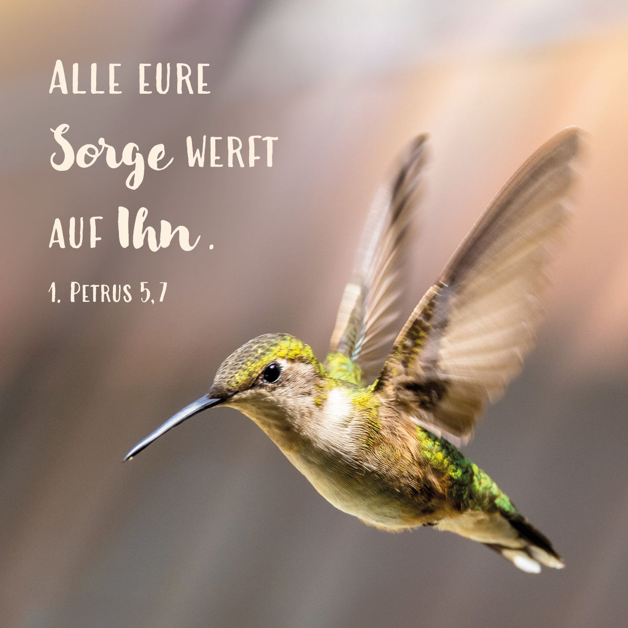 Quadratische Postkarte – Kolibri Quadratische Postkarte – Kolibri