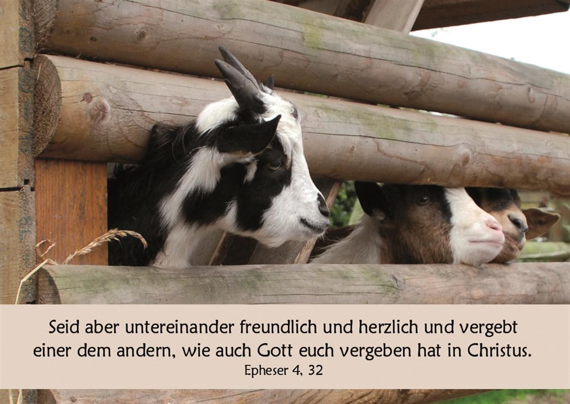 PK-zum-Geburtstag-Epheser-4-32-Postkarte_zum_Geburtstag_109biwzvWHSVD5o