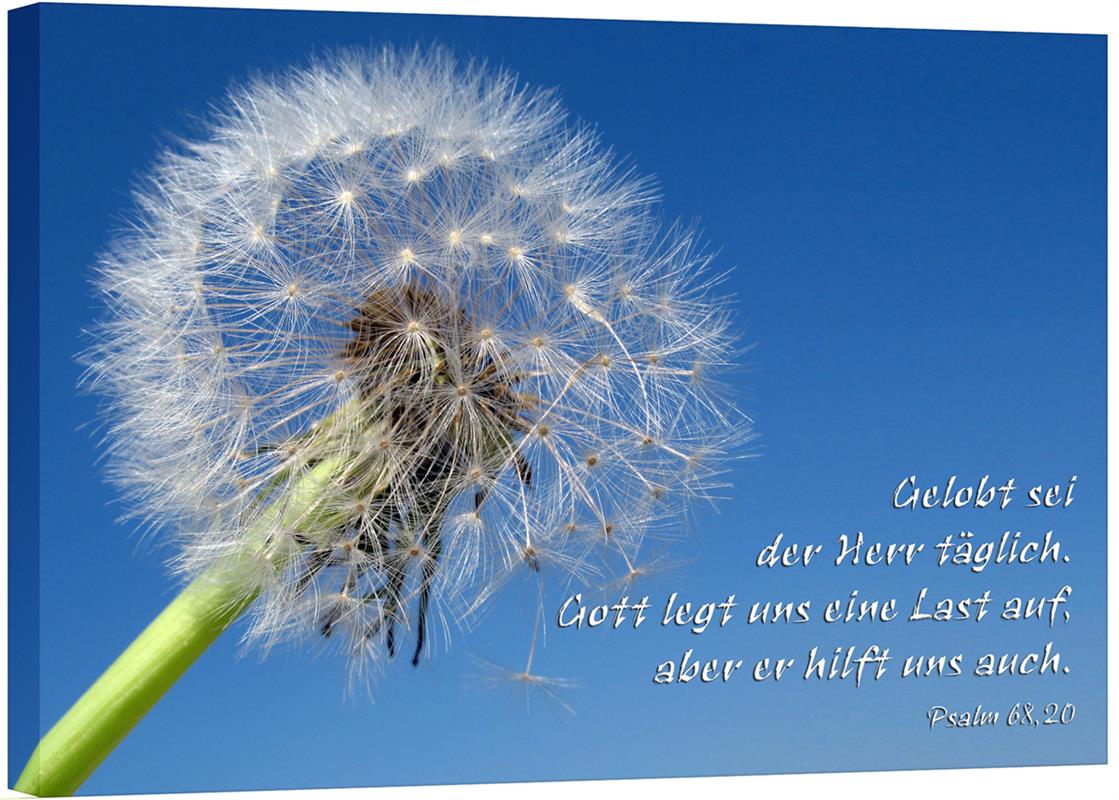 Leinwand - Pusteblume Leinwand - Pusteblume