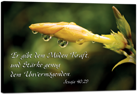 Knospe-mit-Tau54f0343a25e3c Leinwandbild - Knospe mit Tau