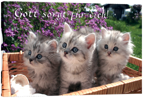 Katzen54ef3adf15587 Leinwandbild - Katzen