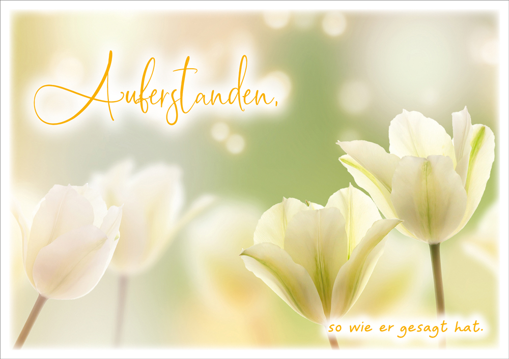 DK-Auferstanden-Tulpen-GF-710024 DK - Auferstanden Tulpen GF