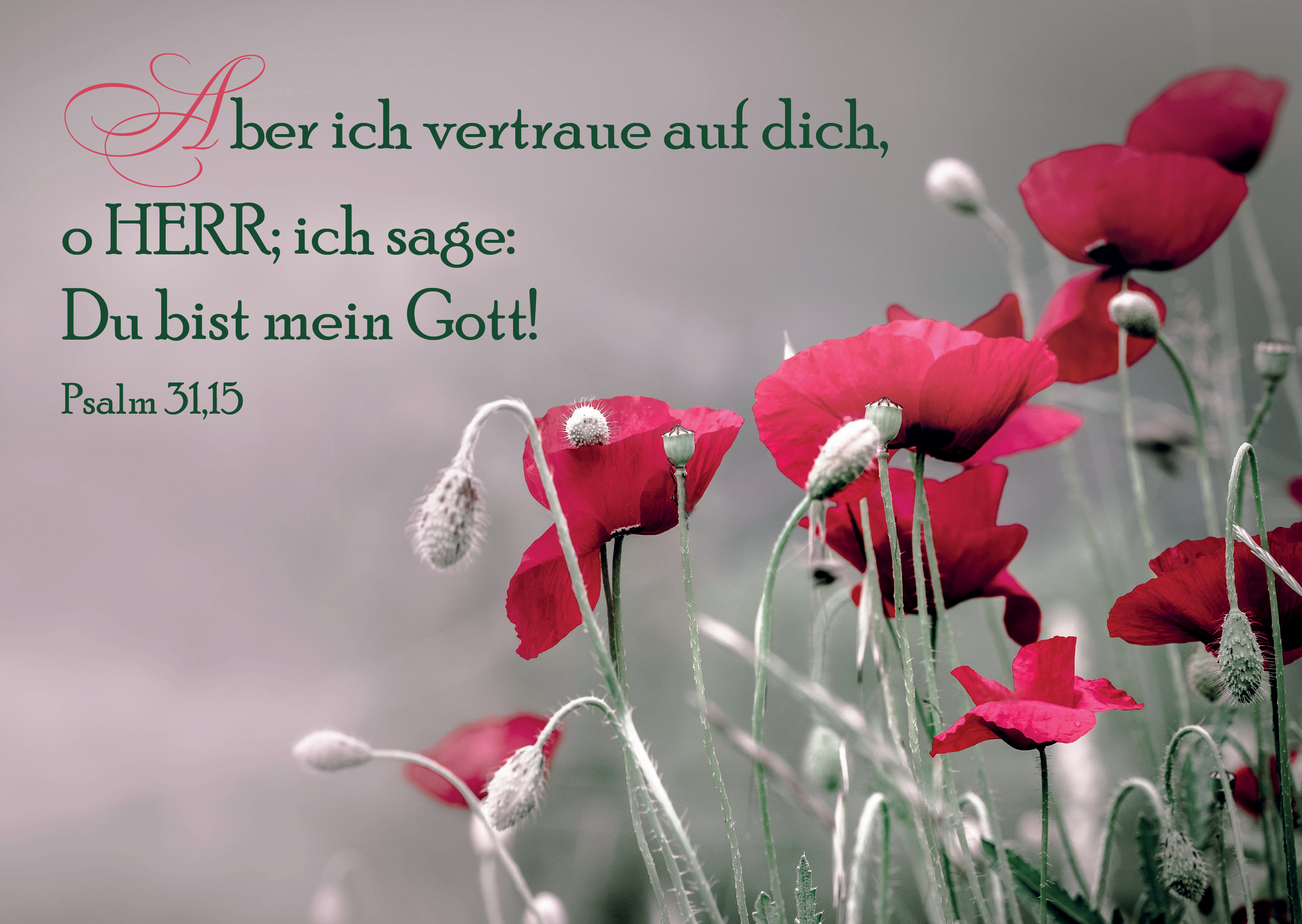 Postkarte-Mohnblumen-Postkarten_2019_Rueckseite25 Postkarte - Mohnblumen