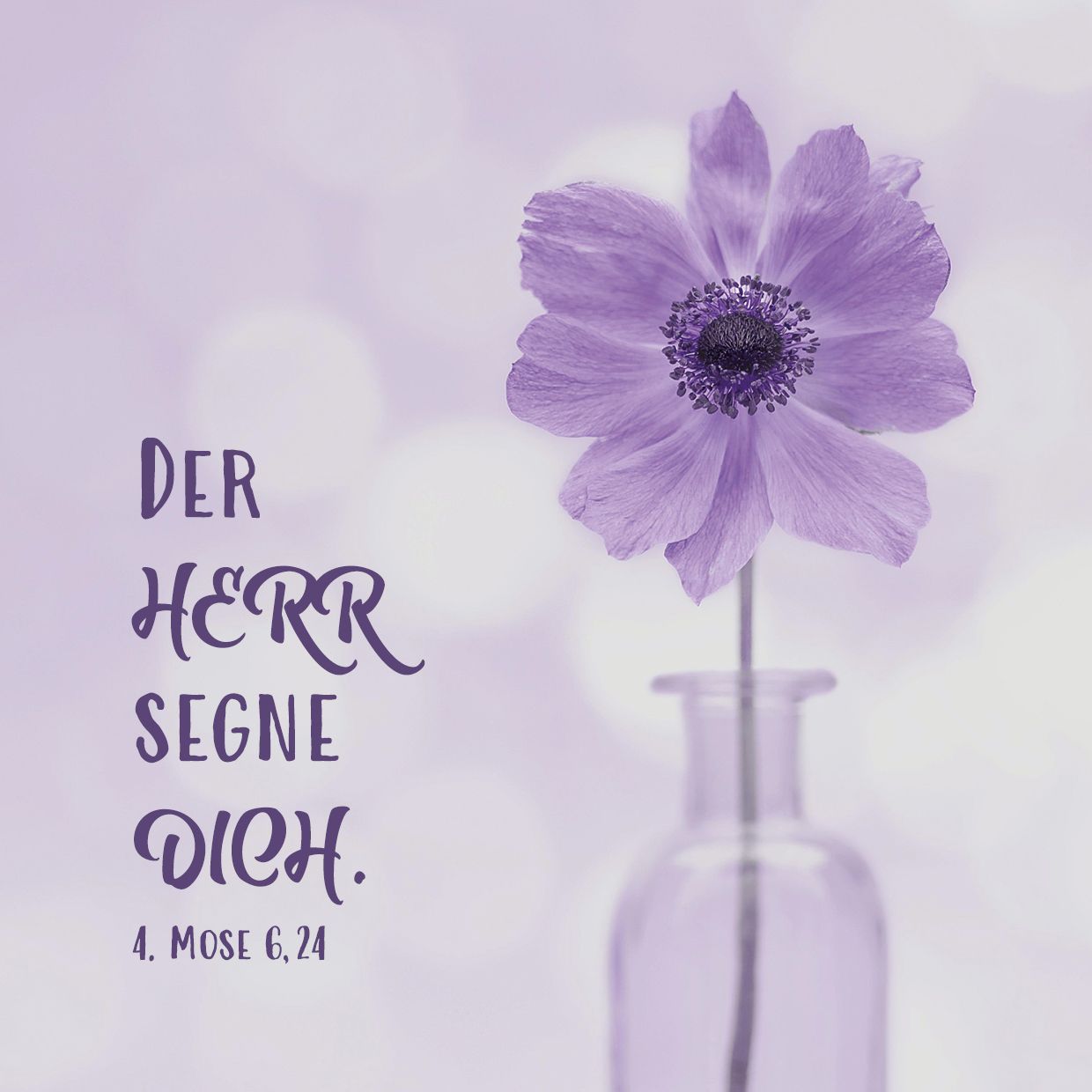 Quadratische Postkarte - Lila Blume