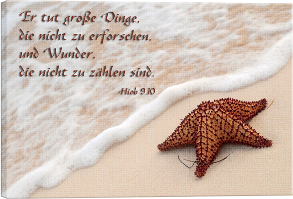 Seestern54f026bbe0d05 Leinwandbild - Seestern