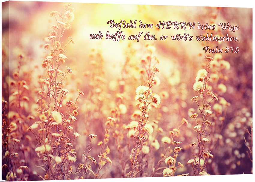 Leinwand - Feldblumen Leinwand - Feldblumen