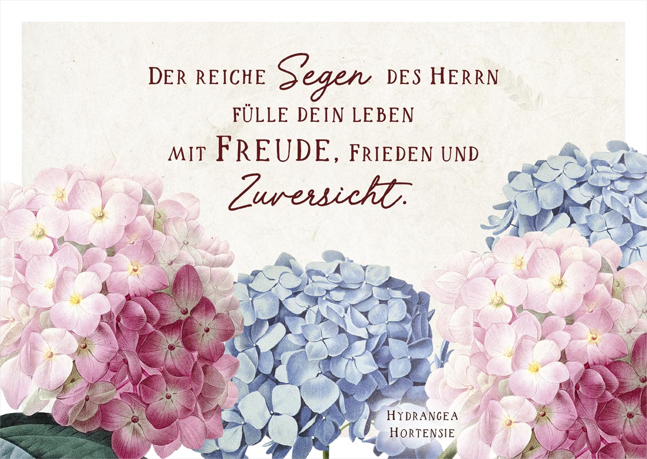 Postkarte - Hortensien