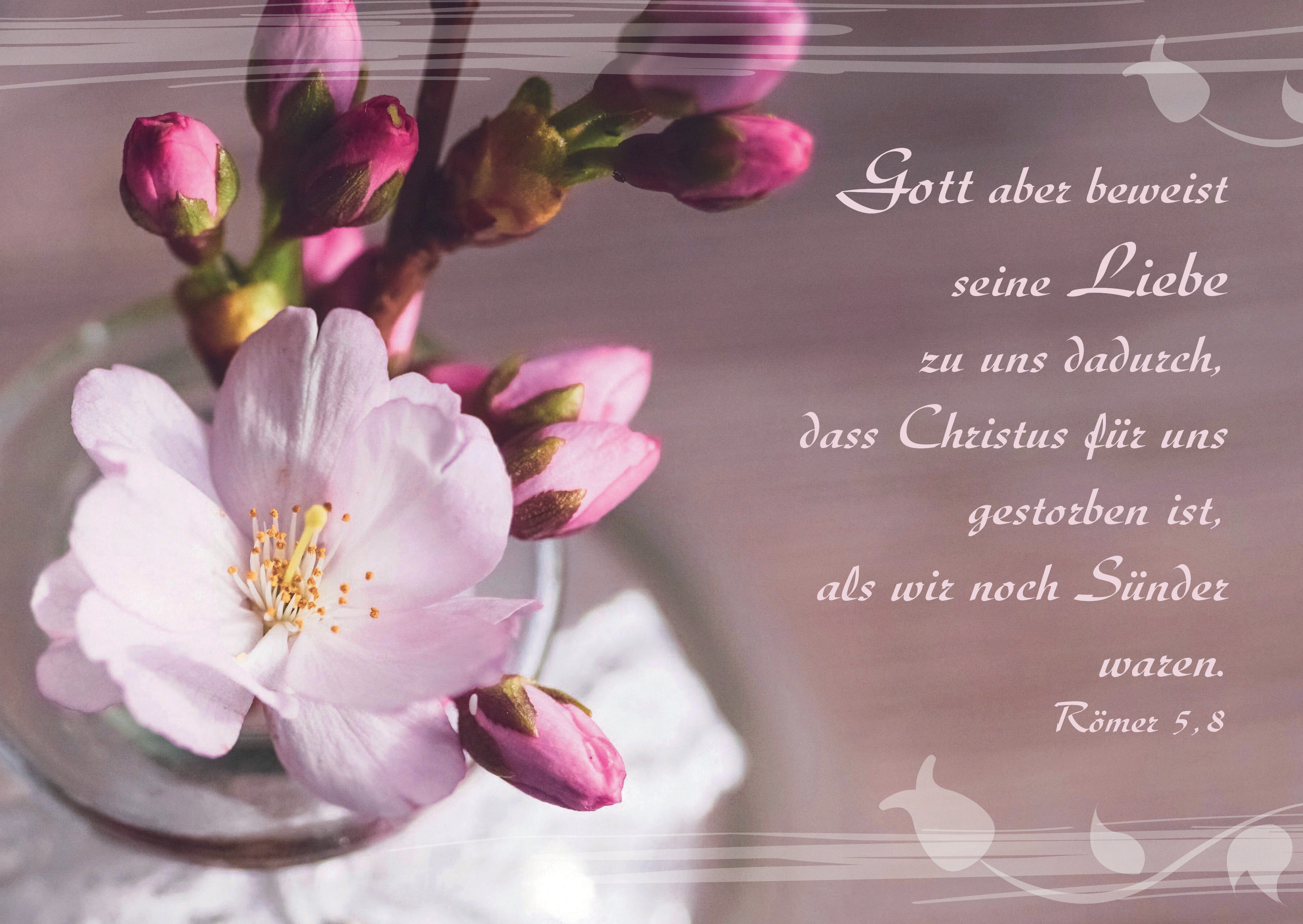 Postkarte-Kirschbluete-Postkarten_2019_Rueckseite13 Postkarte - Kirschblüte