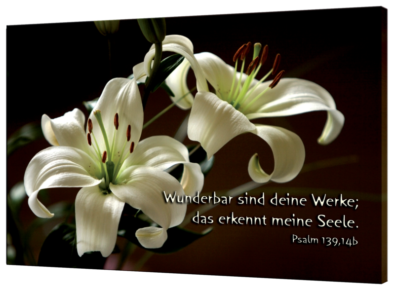 Lilien54f038c6793d2 Leinwandbild - Lilien