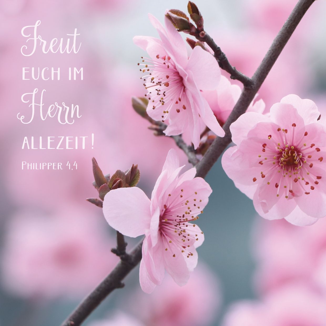 Quadratische Postkarte – Kirschblüten